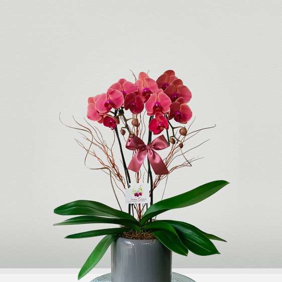 Bloom 1 WEB