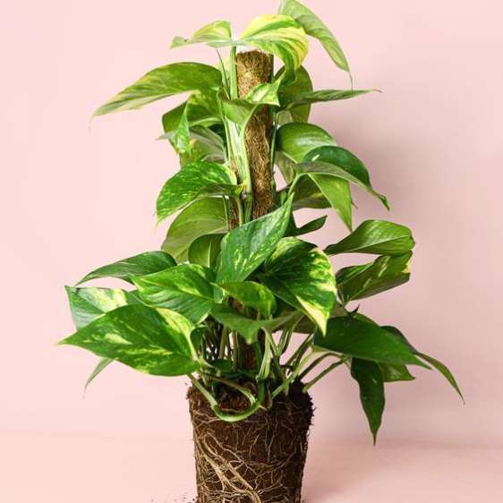 Clínica de Plantas 1