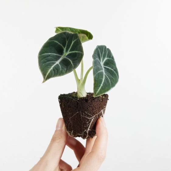 Clínica de Plantas 4