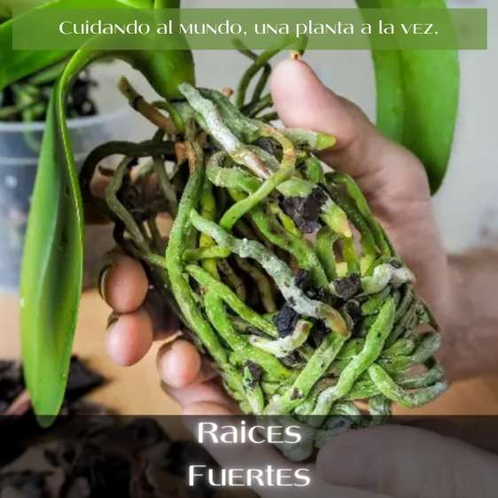 Clínica de Plantas 6