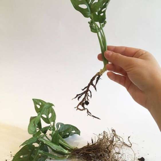 Clínica de Plantas 7