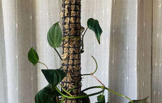 Tutor Plantas 2