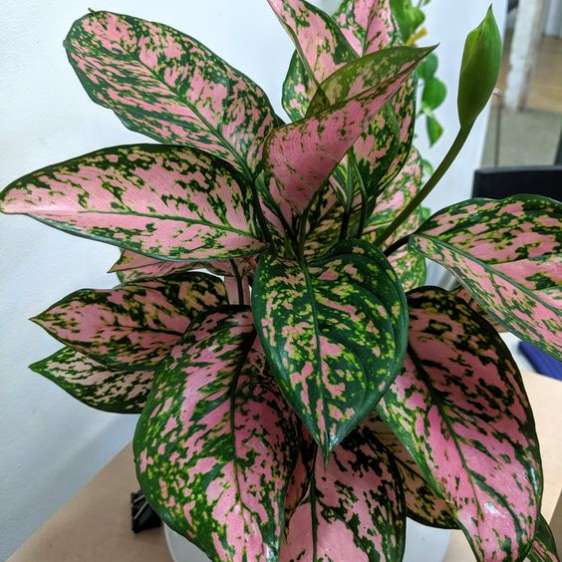 Aglonema Rosa