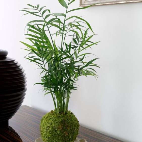Chamaedorea en kokedama