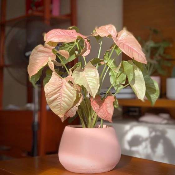 Singonio rosa