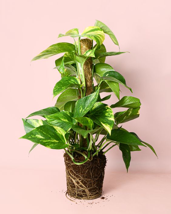 Clínica de Plantas 1