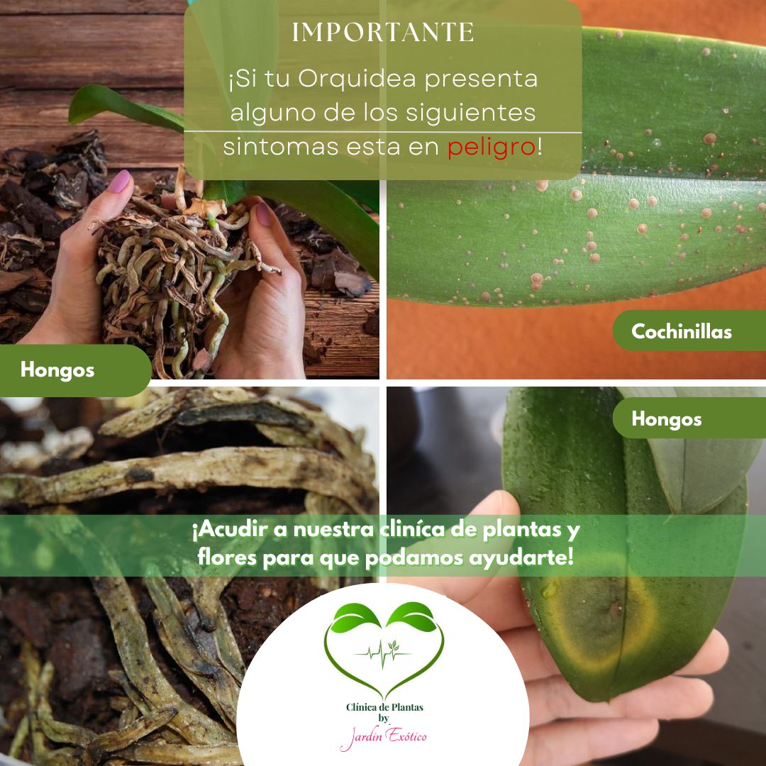 Clínica de Plantas 2