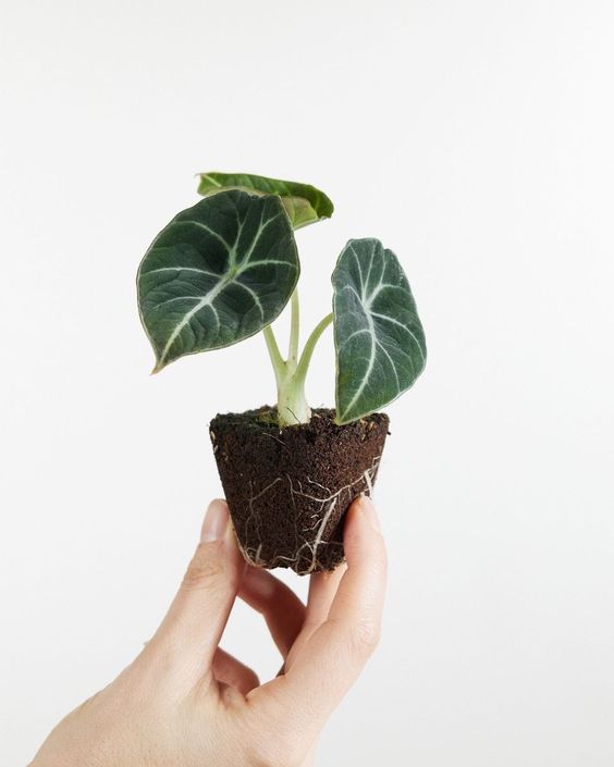 Clínica de Plantas 4