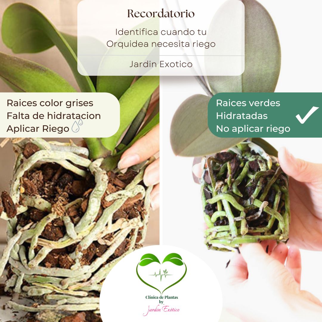 Clínica de Plantas 5