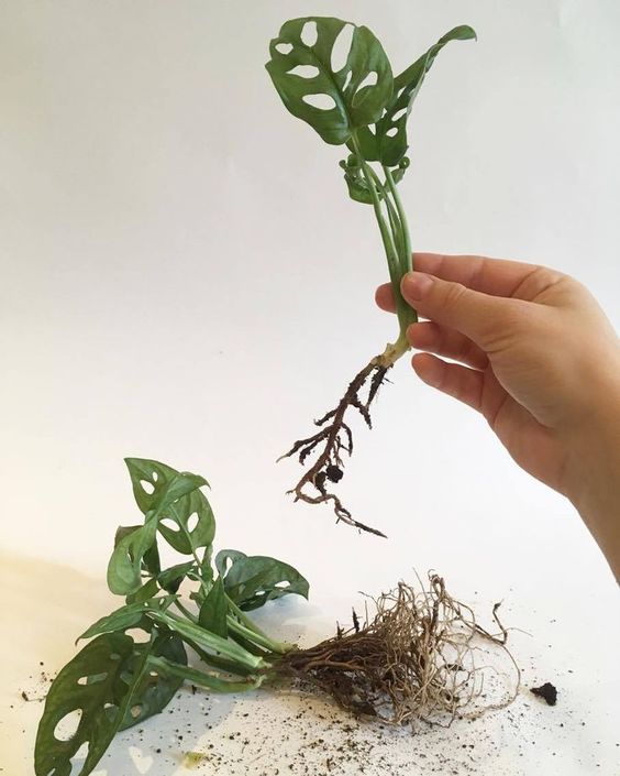 Clínica de Plantas 7