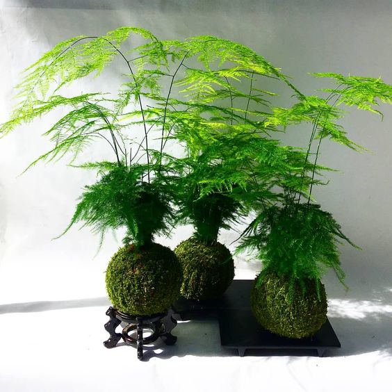 Helecho velo de novia