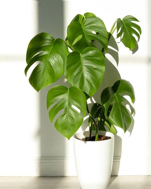 Monstera Deliciosa