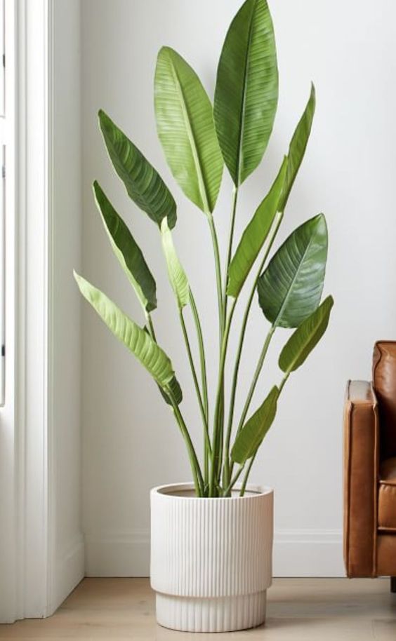 Palmera Viajera