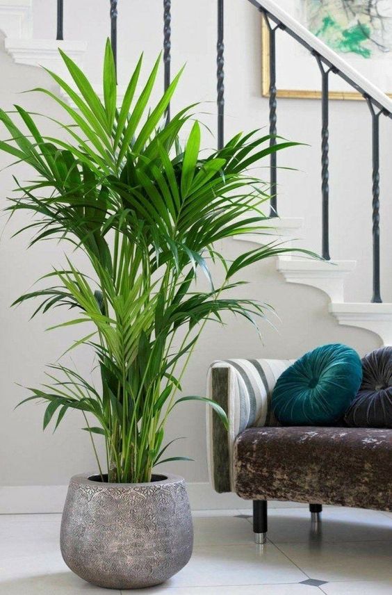 Palmera areca