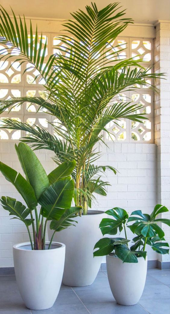 Plantas ornamentales en general