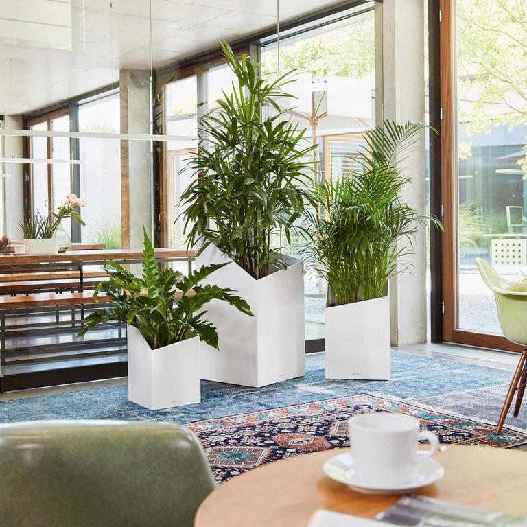 Trio Plantas decorativas