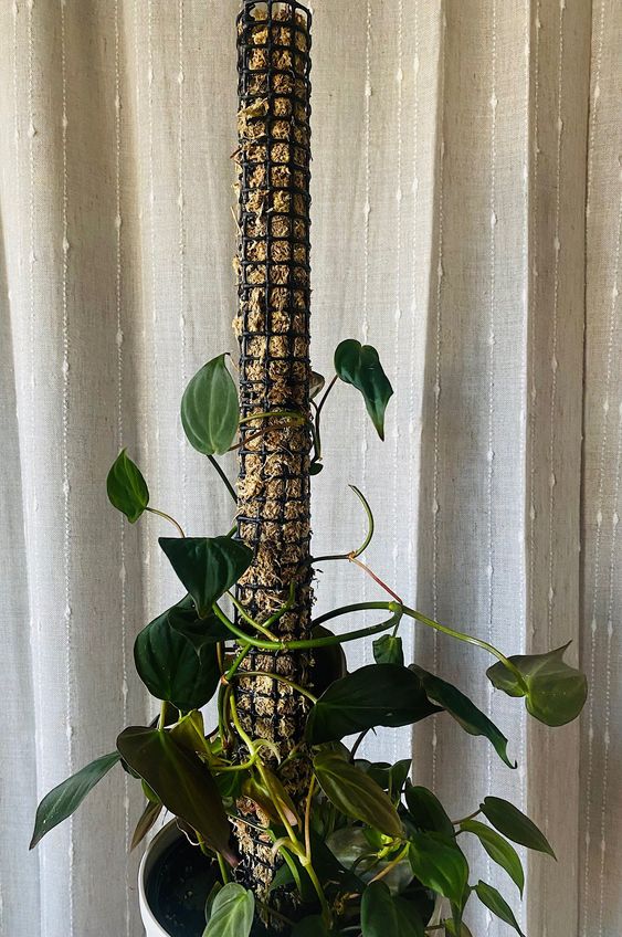 Tutor Plantas 2