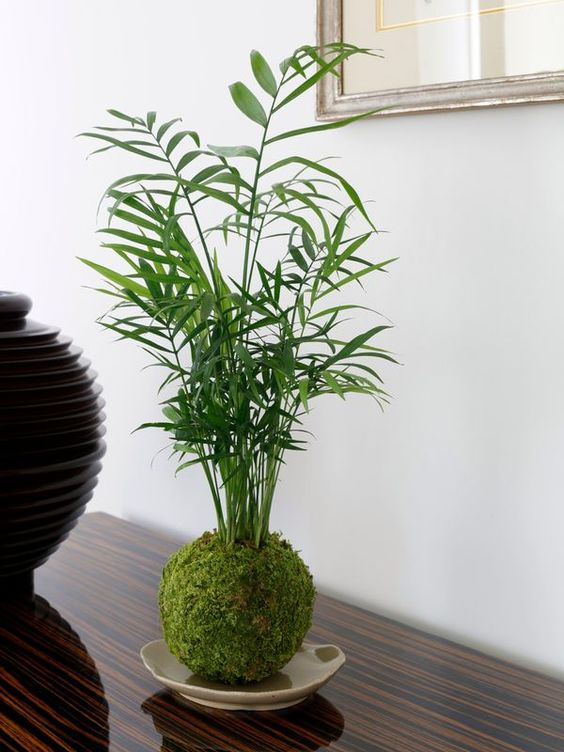 Chamaedorea en kokedama